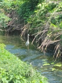 宮崎ちゃんこ都城店　ゆり