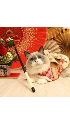 JaPON　茶々ﾁｬﾁｬ