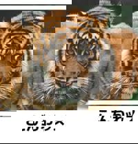 宮崎ちゃんこ中央通店　ぼたん