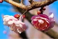 待ちナビ　きょうこ