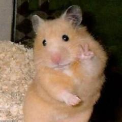 鹿児島ちゃんこ 天文館店　ちせ