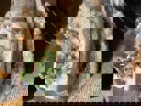 大人の遊園痴「スピーディー」　りつ（敏感で癒し系）