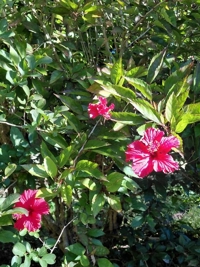 鹿児島ちゃんこ 霧島店　かんな