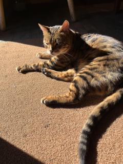 ご主人様いらっしゃい 大分店　神舌ゆい♡最強エロ女（痩せてきた）