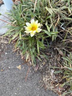 人妻宅急便　小夜(さよ)美熟女