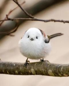 ミストレス　レイラ(痴女・女王様)