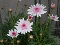 待ちナビ　きょうこ