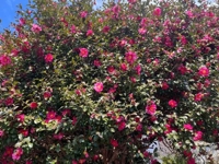 宮崎ちゃんこ都城店　こはる