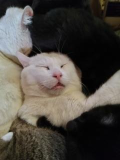 保険屋のおばちゃん　まり