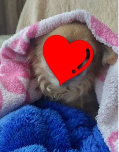 ご主人様いらっしゃい 大分店(大分市) リサ♡三川限定