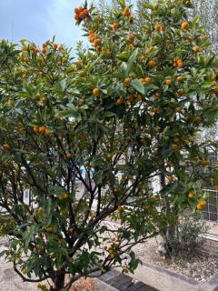 人妻宅急便　小夜(さよ)美熟女