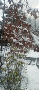 TheGrandPhoenix　ゆう※細身巨乳の素人系