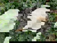 大人の遊園痴「スピーディー」　りつ（敏感で癒し系）