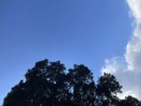 ママらんど宮崎店　りんか☆極上の美熟女