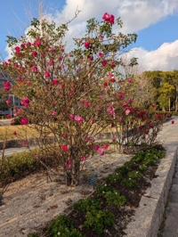 待ちナビ みこ お詫び