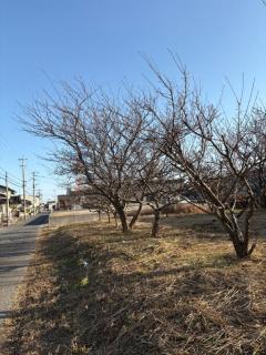 人妻宅急便　小夜(さよ)美熟女