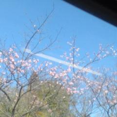 爆安＜元祖＞どすこい倶楽部　★体験さおり★宮崎店