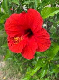 待ちナビ らいあ 直近の出勤予定です