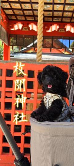 エンタメGR　まよ