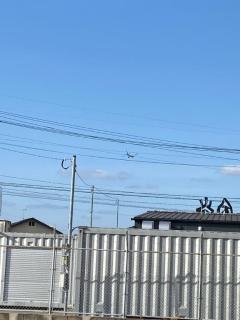 ぷにっ娘　紗子ｻｴｺ