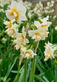 待ちナビ らいあ ……朝なのに……