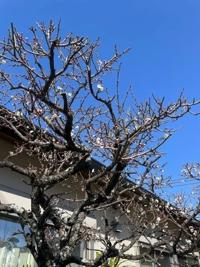 待ちナビ ゆうか 休日です