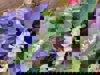 大人の遊園痴「スピーディー」　りつ（敏感で癒し系）