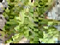 大人の遊園痴「スピーディー」　りつ（敏感で癒し系）