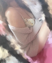 TheGrandPhoenix　さとみ※爆乳愛嬌抜群ドM