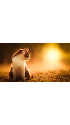 JaPON　茶々ﾁｬﾁｬ