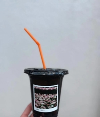 マドンナSANSAIN　わかな