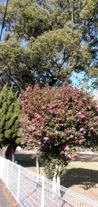 宮崎ちゃんこ都城店　なつこ