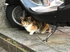 鹿児島ちゃんこ薩摩川内店　なな