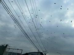 CLUB LUMINE(中津市) Haru【ハル】