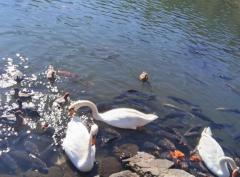 ぷにっ娘 新人陽菜ﾋﾅ 嬉しい