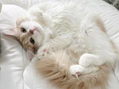 PURELA あむ おやすみです🌙