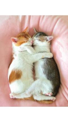 JaPON　茶々ﾁｬﾁｬ