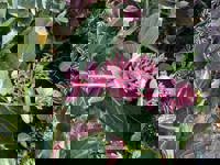 大人の遊園痴「スピーディー」 宮崎市デリヘル りつ（敏感で癒し系） 写メ日記「パリスのお兄様」