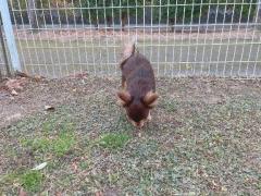 CLUB LUMINE　Haru【ハル】