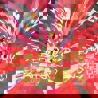 チャオ303のお兄様？