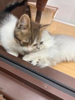 MANIN-ONREIマン淫御礼 美々（みみ）極嬢美人 ひょえー???