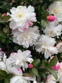 待ちナビ　らいあ