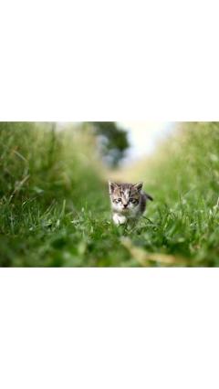 JaPON　茶々ﾁｬﾁｬ