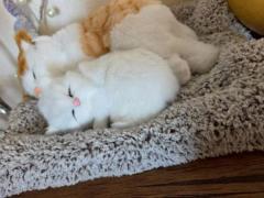 Spica(すぴか)　新★まい★完全業界初！