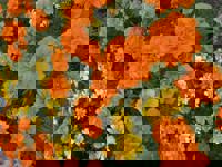 大人の遊園痴「スピーディー」 りつ（敏感で癒し系） ありがとうございます