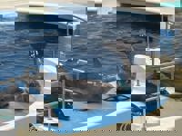 宮崎ちゃんこ中央通店(宮崎市) るあ