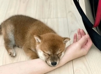 TheGrandPhoenix　ありさ※可愛い清楚奥様