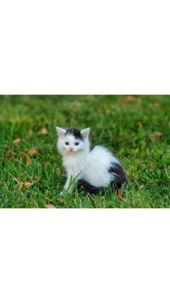 JaPON　茶々ﾁｬﾁｬ