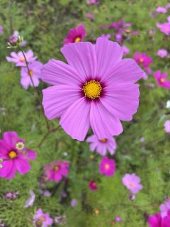 es-1  エスワン　ねい