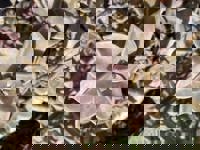 大人の遊園痴「スピーディー」　りつ（敏感で癒し系）